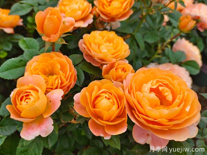 4種花期超長的月季花，養(yǎng)一盆長期有花賞(圖3)