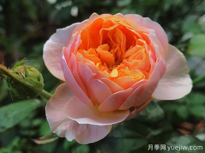 4種花期超長的月季花，養(yǎng)一盆長期有花賞(圖1)