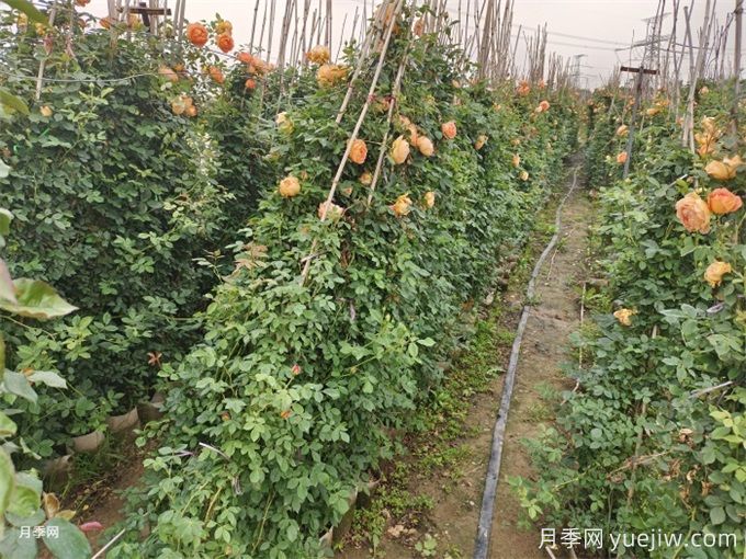降溫了，月季筍芽要剪嗎？(圖1)