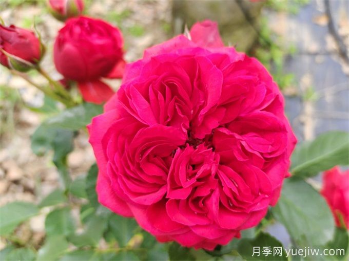 紅蘋果月季，典雅紅色，花期春夏秋三季(圖1)