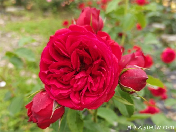 紅蘋果月季，典雅紅色，花期春夏秋三季(圖2)