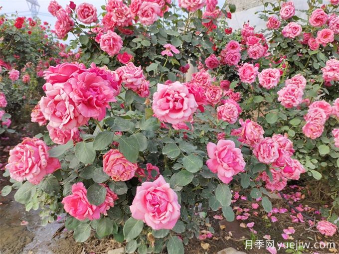 月季花期可以施肥嗎？月季施肥全指南(圖1)