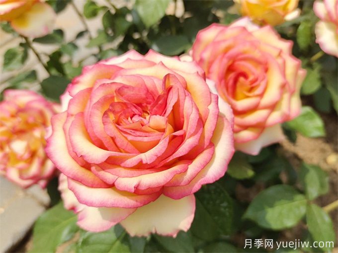 月季花期可以施肥嗎？月季施肥全指南(圖2)