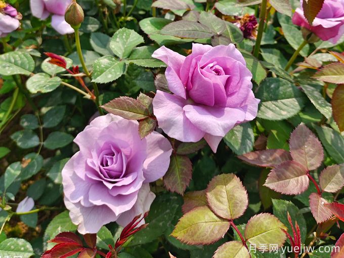 月季花期可以施肥嗎？月季施肥全指南(圖3)