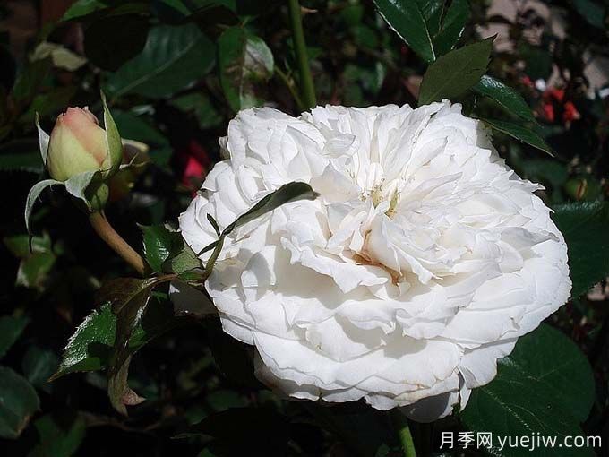 分享25款香水月季品種，好看又好聞(圖2)