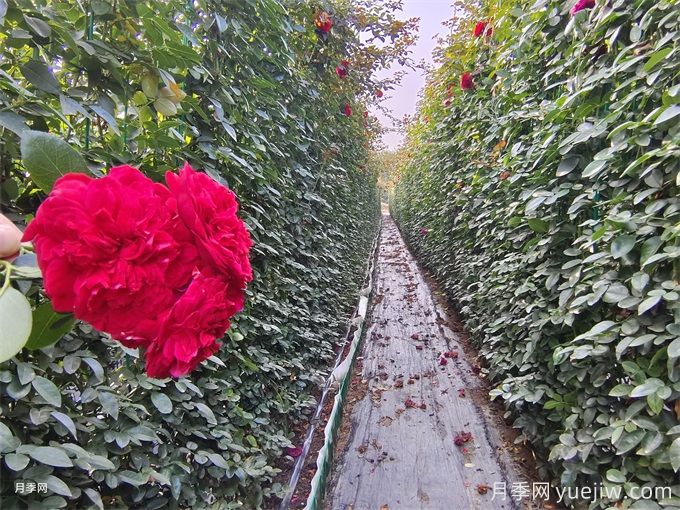 紅色月季花墻網(wǎng)片現(xiàn)貨，打造網(wǎng)紅景觀(圖1)