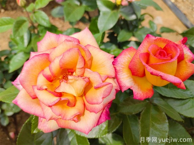 為什么月季開花和宣傳圖不一樣呢？(圖1)