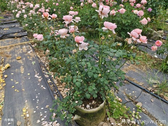 灌木月季10月養(yǎng)護辦法(圖1)
