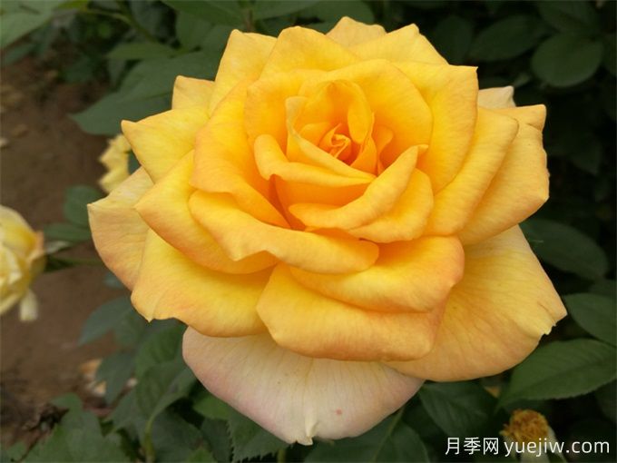 室內(nèi)如何養(yǎng)月季？掌室內(nèi)養(yǎng)花也能爆盆(圖1)