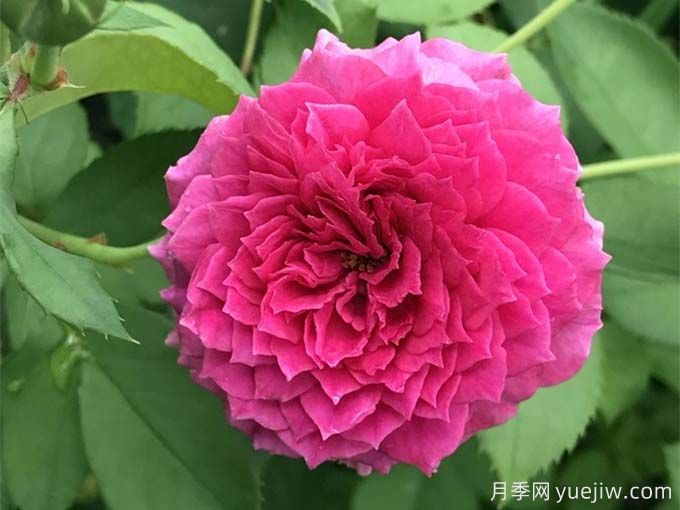 無(wú)雙月季/獨(dú)一無(wú)二月季(圖2)