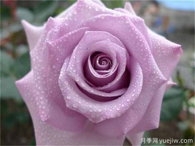 分享10個高杯切花月季經(jīng)典品種(圖4)