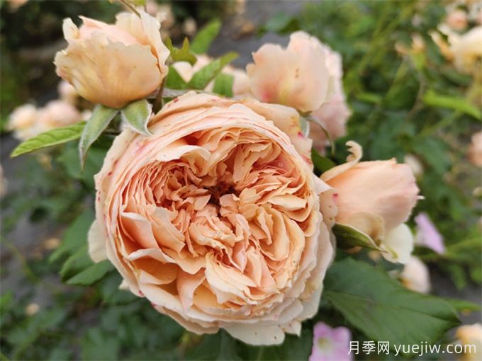 秋天開爆花的月季，夏季需要如何修剪和施肥？(圖2)
