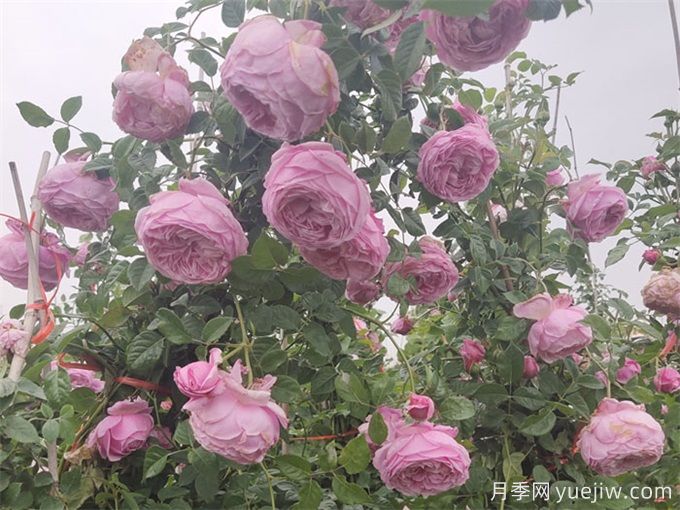 月季花苞為什么會垂頭無法直立？(圖1)