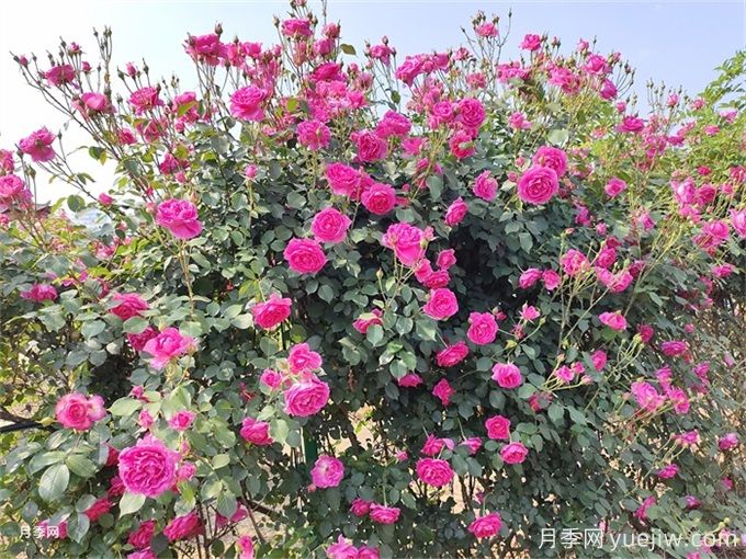 月季花苞為什么會垂頭無法直立？(圖3)