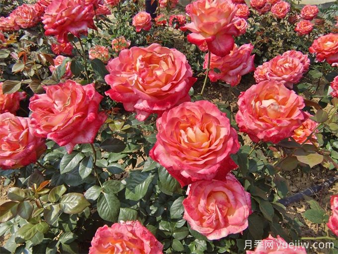 月季花苞為什么會垂頭無法直立？(圖2)