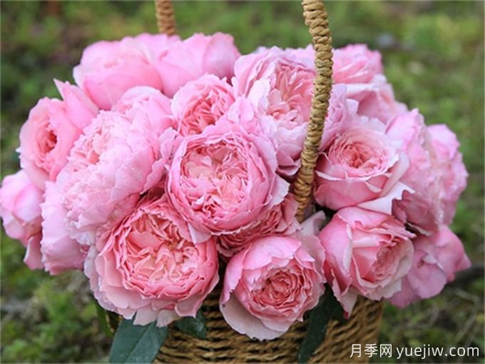 月季病害為什么這么多？藥物可以一起混合噴嗎？(圖2)