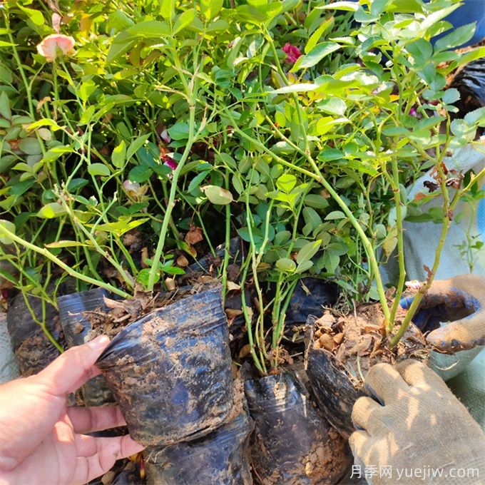 月季瘦弱徒長沒分枝怎么辦？促發(fā)分枝強(qiáng)壯的小竅門(圖3)