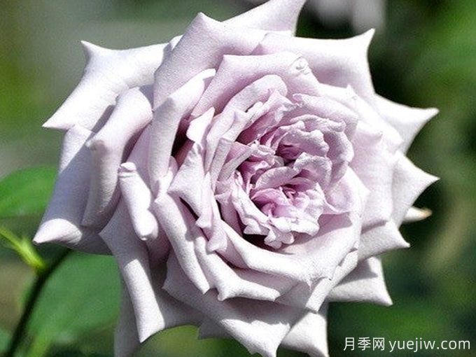 藍(lán)莓城堡月季(圖2)