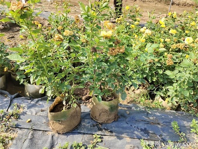 夏天月季葉片枯萎焦黃怎么辦？(圖2)