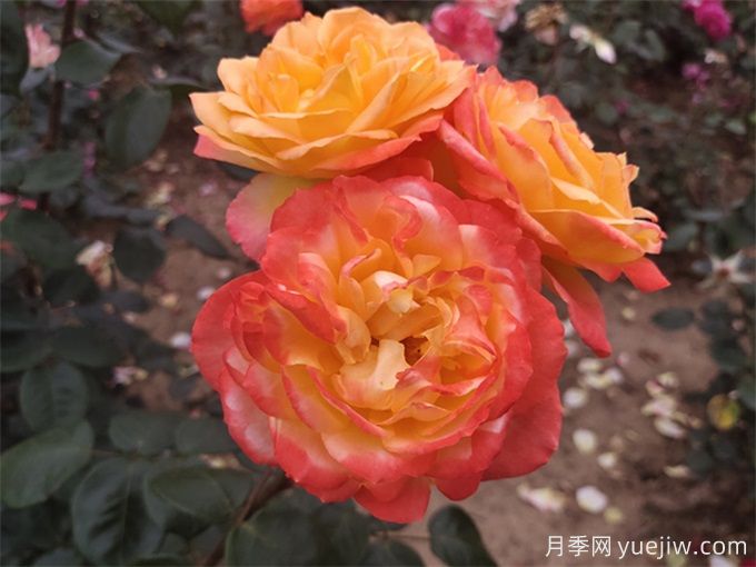 養(yǎng)了很長時間的月季，卻一直不開花？(圖2)