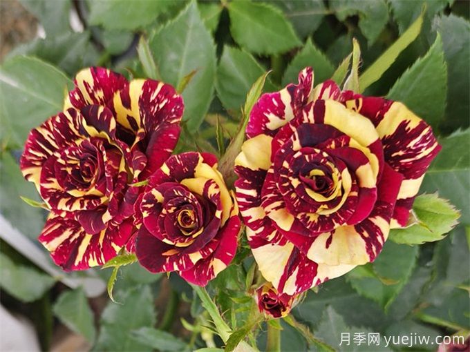 月季紅蜘蛛防治，簡(jiǎn)單易懂的辦法(圖2)