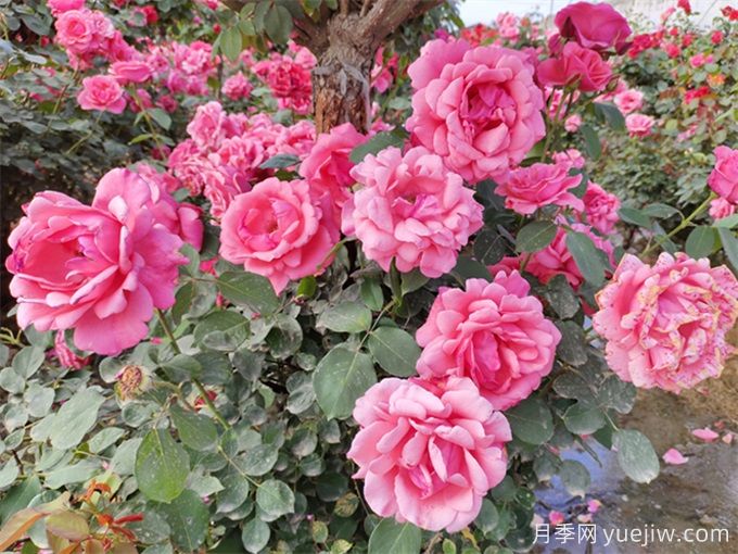 月季秋季花期，如何保證秋天花開爆盆？(圖2)