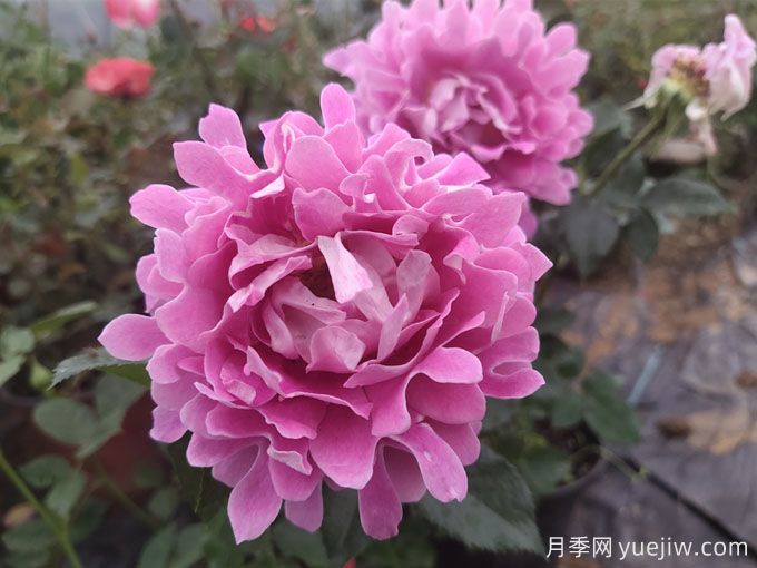 月季秋季花期，如何保證秋天花開爆盆？(圖3)