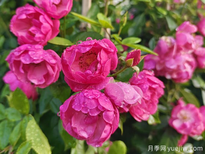 兩廣地區(qū)如何種植月季？修剪病害防治教程(圖2)