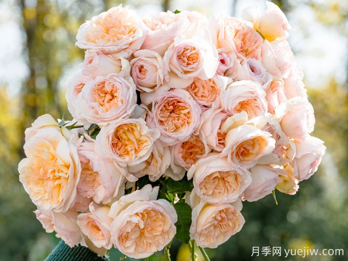 5款月季推薦！花友種過都說好的品種(圖1)