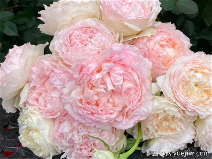 5款月季推薦！花友種過都說好的品種(圖2)
