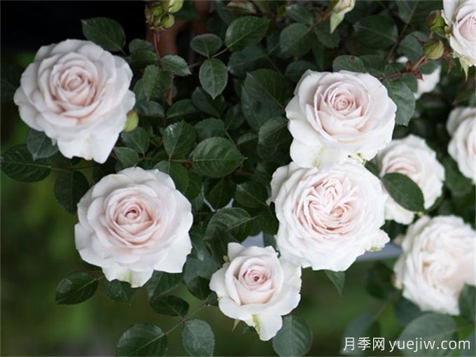 5款月季推薦！花友種過都說好的品種(圖3)