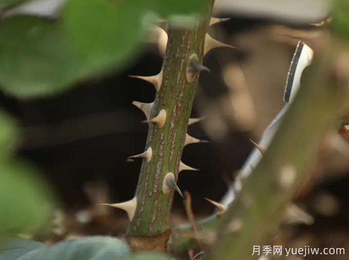 又被扎了！月季憑什么長(zhǎng)那么多刺？(圖2)