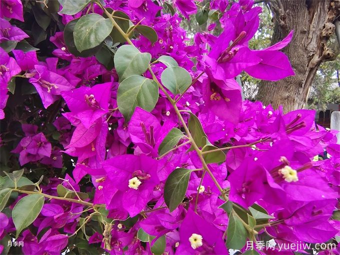 十一月開花的花有哪些？(圖2)