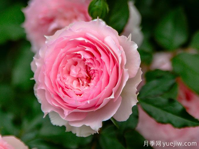 夢中情花？耐曬耐雨淋！5個天狼月季品種推薦(圖3)