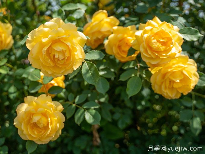 夢中情花？耐曬耐雨淋！5個天狼月季品種推薦(圖5)