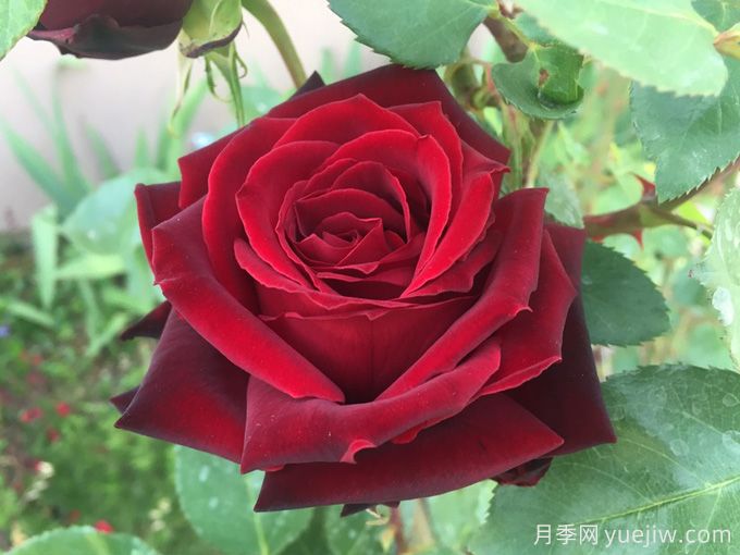 黑珍珠月季，神秘美麗的黑色玫瑰(圖1)