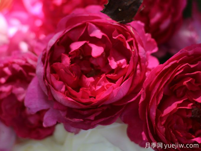 胭脂香水月季，美妙色彩和濃郁香氣的伊芙月季(圖1)