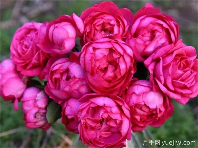 胭脂香水月季，美妙色彩和濃郁香氣的伊芙月季(圖2)