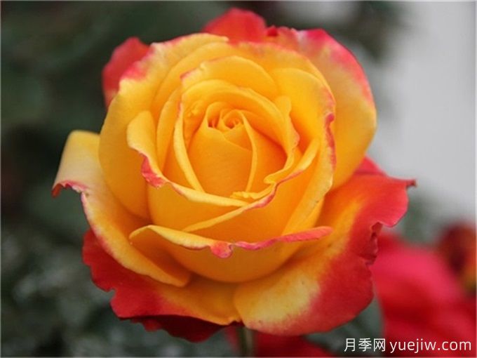 種植大花月季需要注意什么細(xì)節(jié)？(圖1)