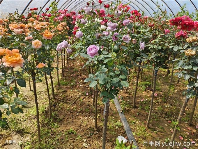 兩廣福建地區(qū)種植月季有什么要注意！(圖1)