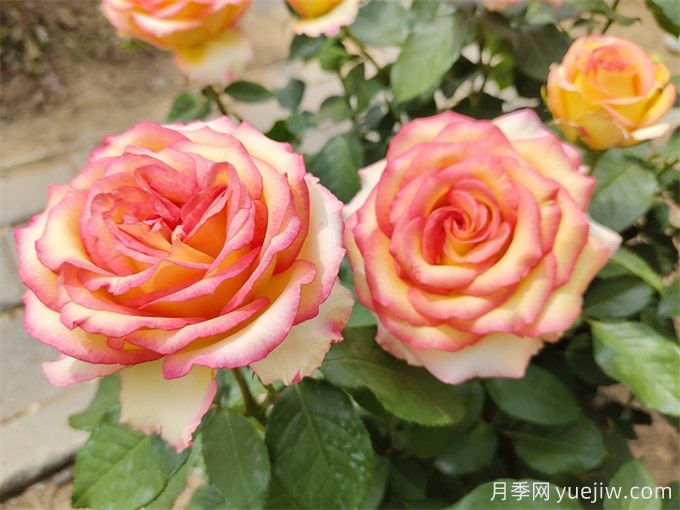 兩廣福建地區(qū)種植月季有什么要注意！(圖2)