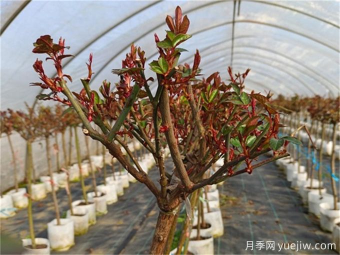 春天月季如何才能發(fā)芽多？(圖1)