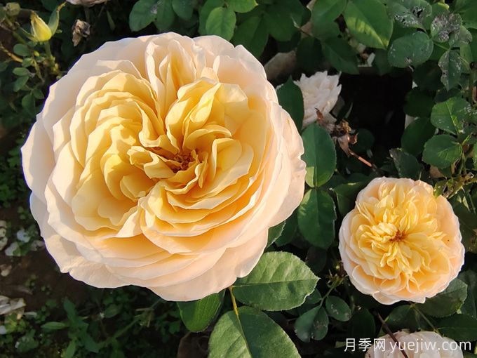 夏天10大美花，必須得有月季花(圖1)