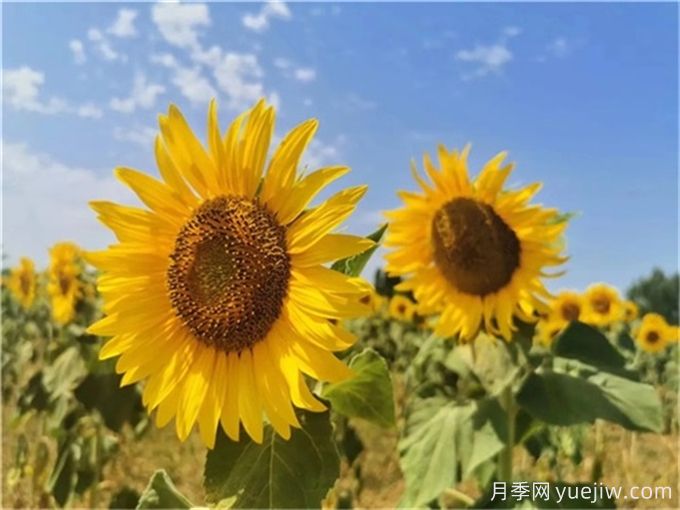夏天10大美花，必須得有月季花(圖2)