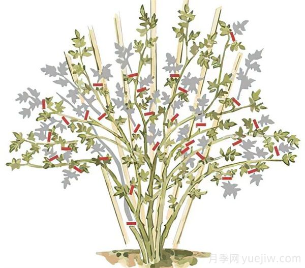 月季苗修剪全攻略，助你成為修剪高手(圖3)