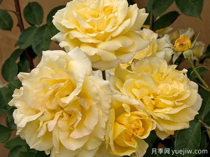 索菲亞文藝復(fù)興月季(圖3)