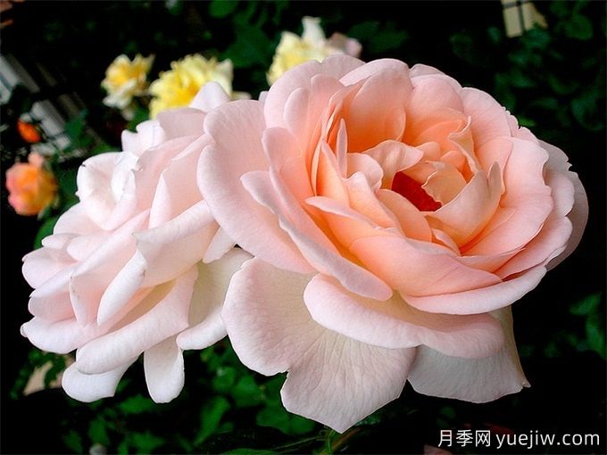 克萊爾月季/莉莉安娜/克萊爾文藝復(fù)興(圖2)