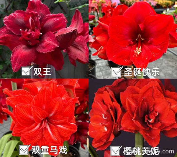 ?紅橙粉白，四大色系朱頂紅品種盤點(diǎn)(圖1)