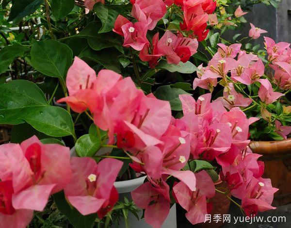 ***勤花的5個(gè)三角梅品種，又美又勤勞(圖1)