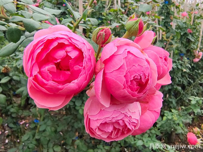 月季是每個(gè)月都開花嗎？怎樣讓月季每個(gè)月都開花？(圖1)